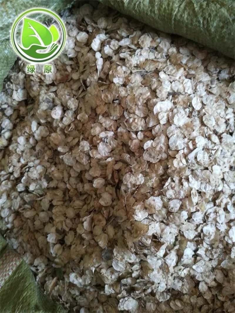 榆树种子金叶榆籽白榆籽批发零售包发芽提供技术指导
