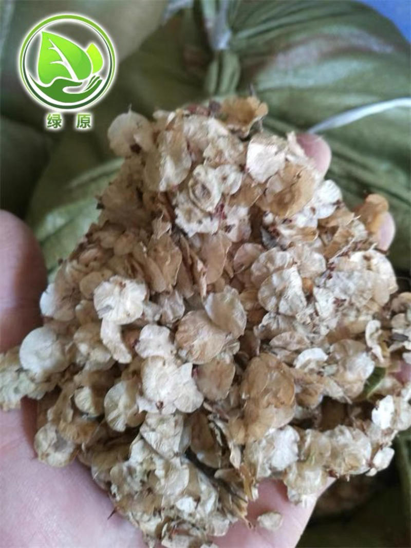 榆树种子金叶榆籽白榆籽批发零售包发芽提供技术指导