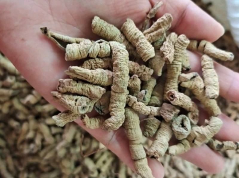 振兴药材批发供应巴戟天规格齐全产地直供一手货源全国发货