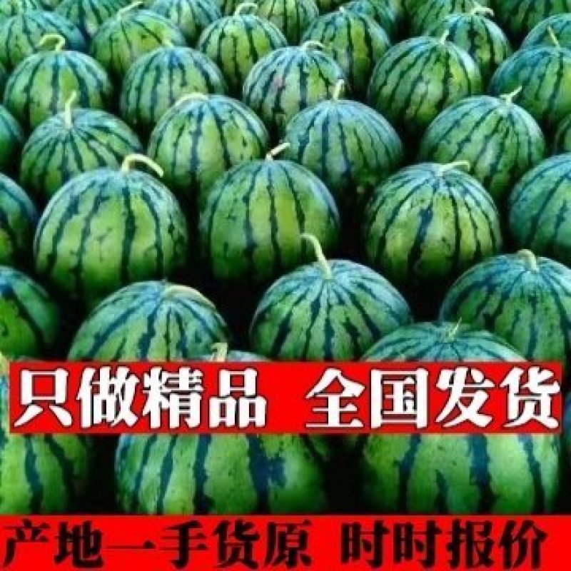 精品地雷西瓜安广代办地雷西瓜报价精准一手货原