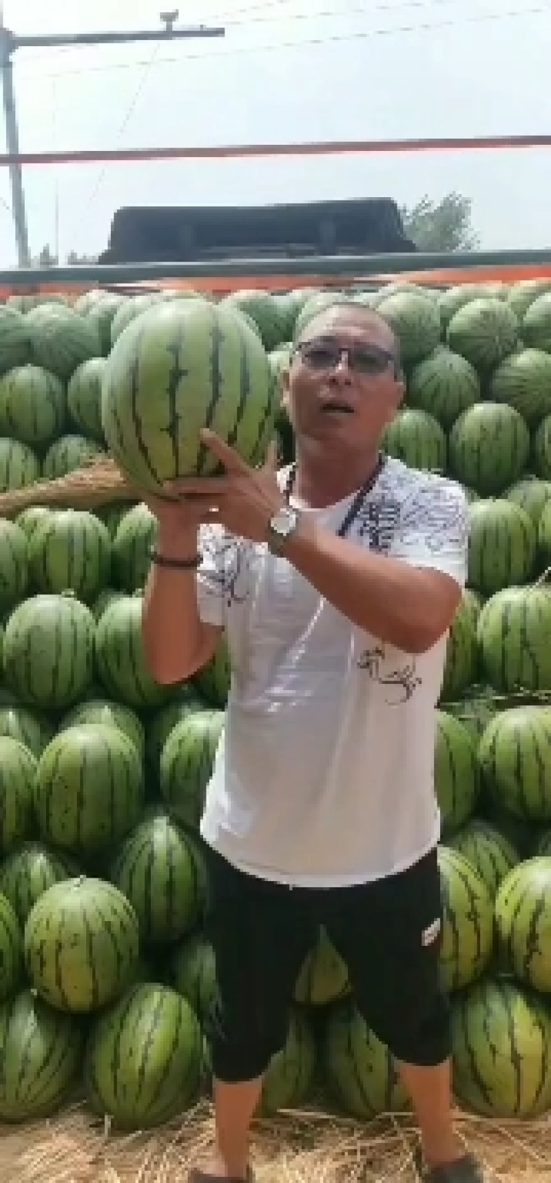 精品地雷西瓜安广代办地雷西瓜报价精准一手货原