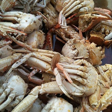 螃蟹肉蟹红蟹自助餐专用