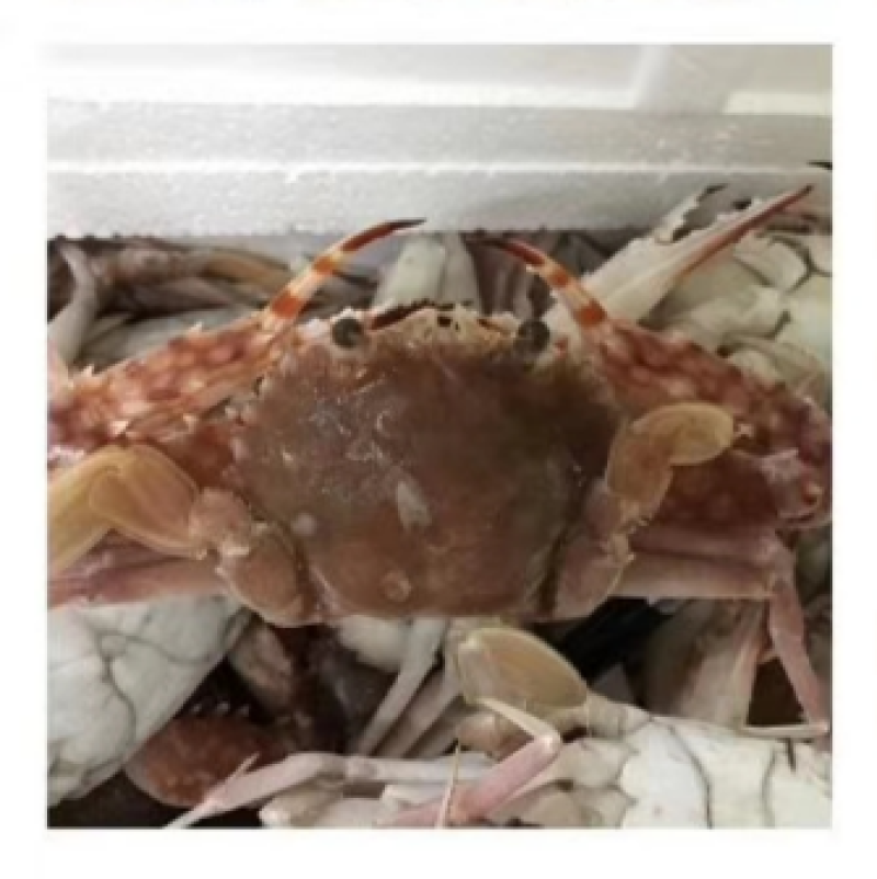 螃蟹肉蟹红蟹自助餐专用