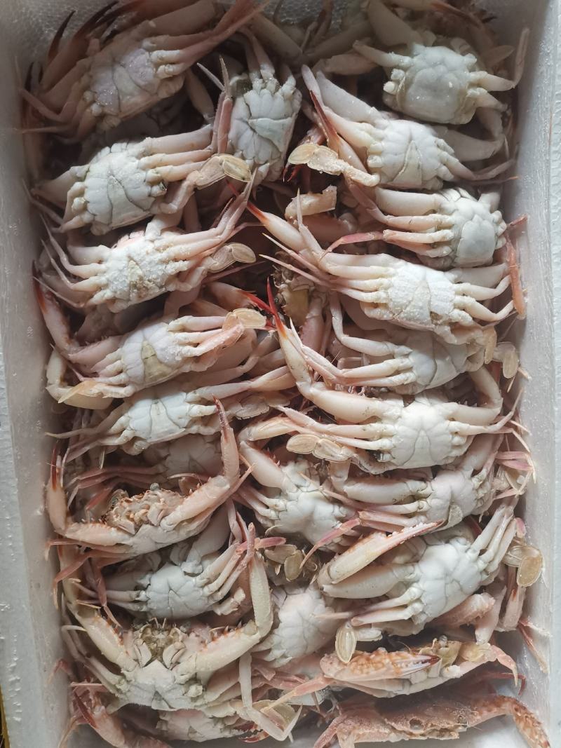 螃蟹肉蟹红蟹自助餐专用