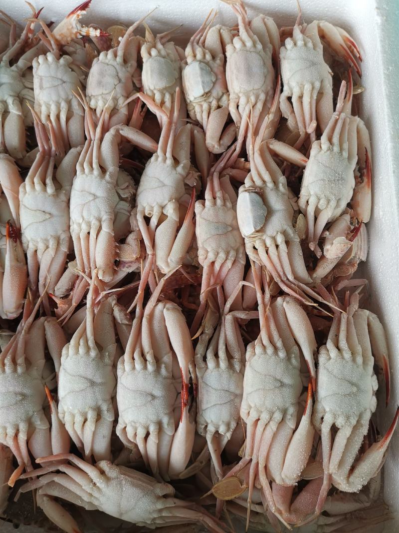 螃蟹肉蟹红蟹自助餐专用