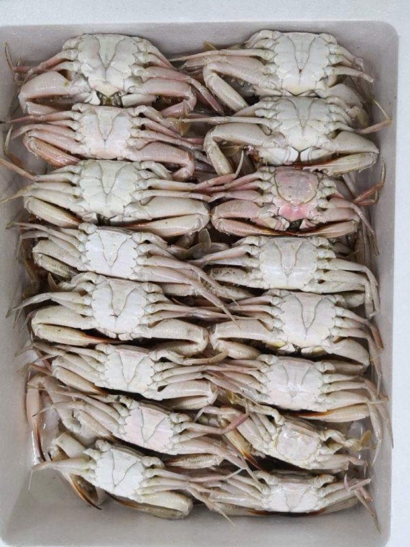螃蟹肉蟹红蟹自助餐专用