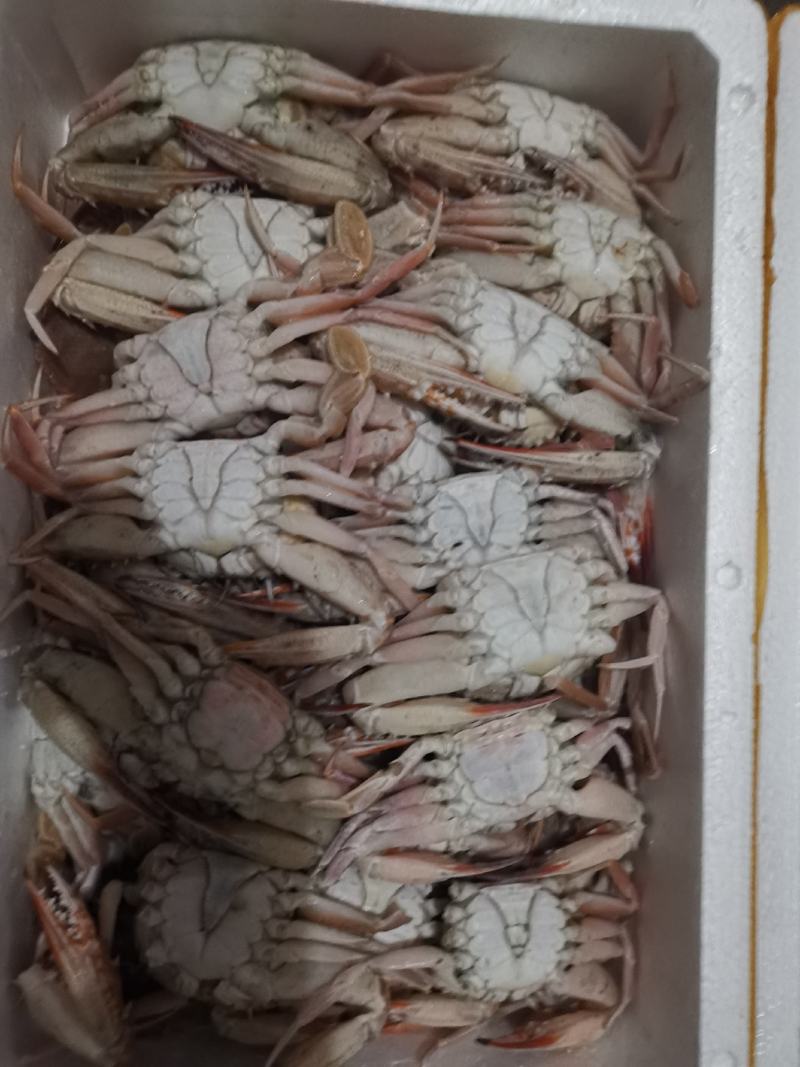 螃蟹肉蟹红蟹自助餐专用