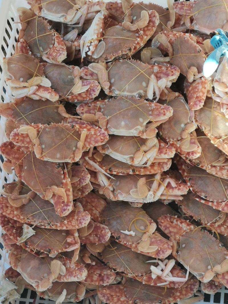 螃蟹肉蟹红蟹自助餐专用
