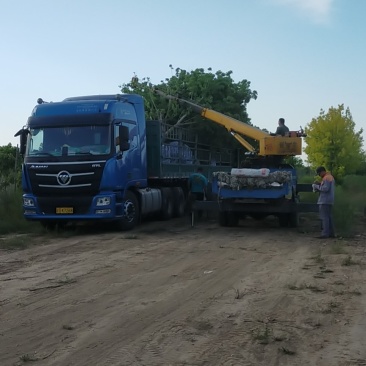 今天发2车18糖槭