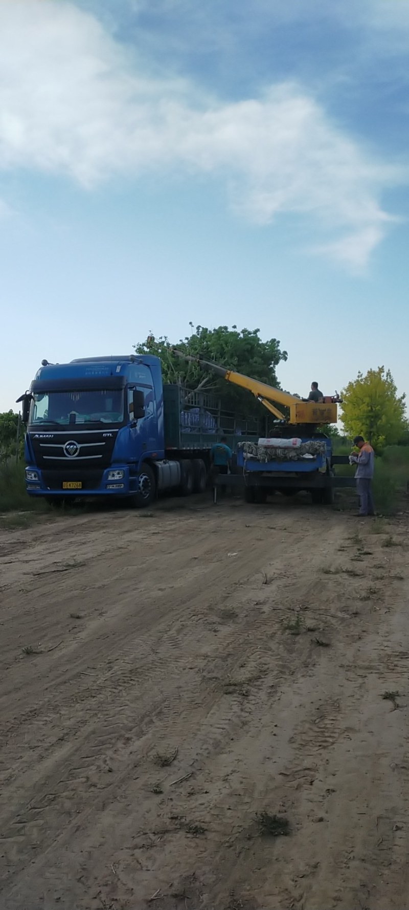 今天发2车18糖槭