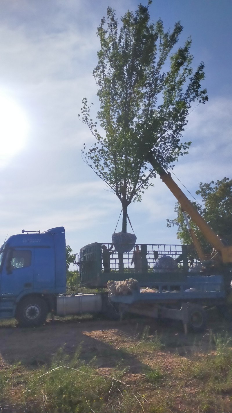 今天发2车18糖槭