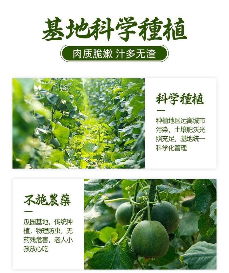 绿宝甜瓜5斤时令新鲜水果当季绿宝石甜瓜脆甜香瓜多省包邮