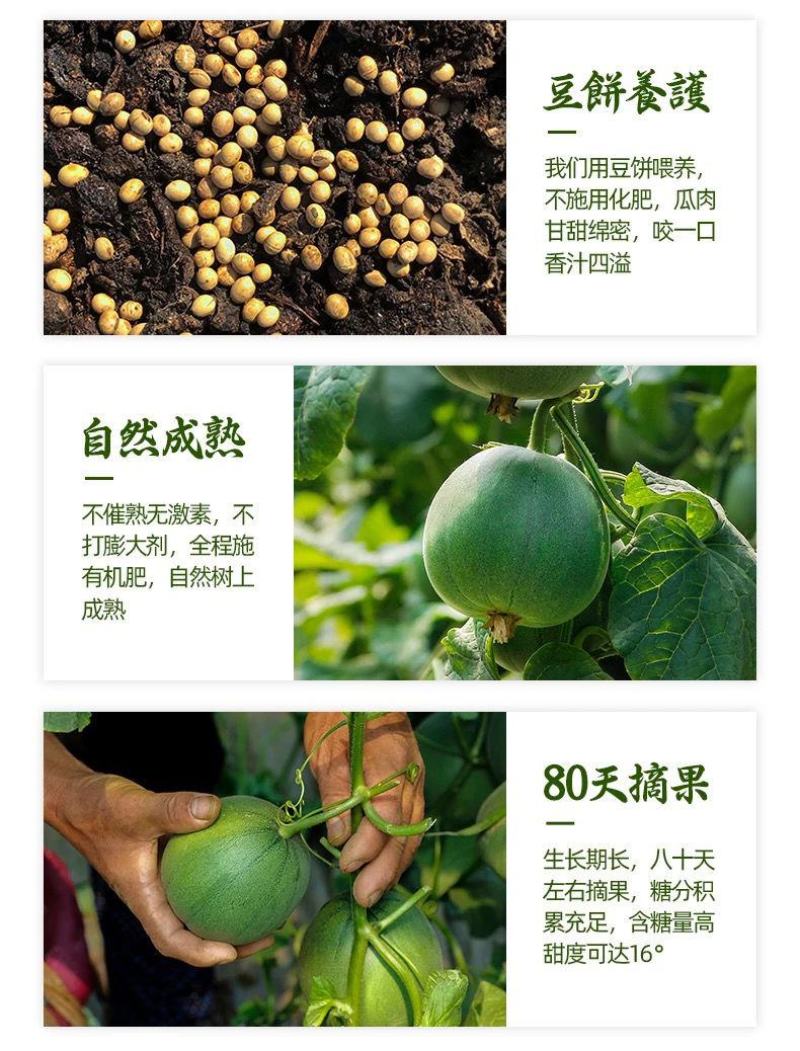 绿宝甜瓜5斤时令新鲜水果当季绿宝石甜瓜脆甜香瓜多省包邮