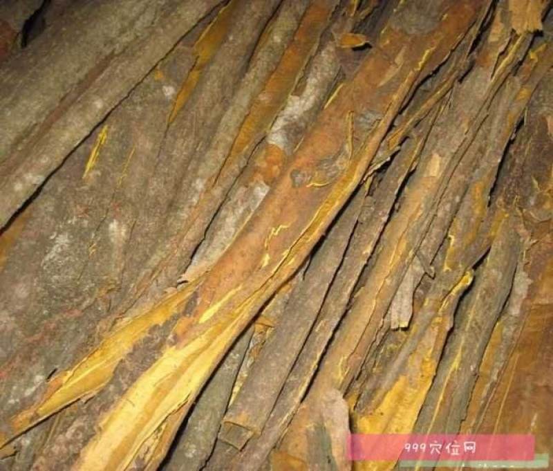 黄柏个子一手货源产地直发品质保证欢迎老板下单