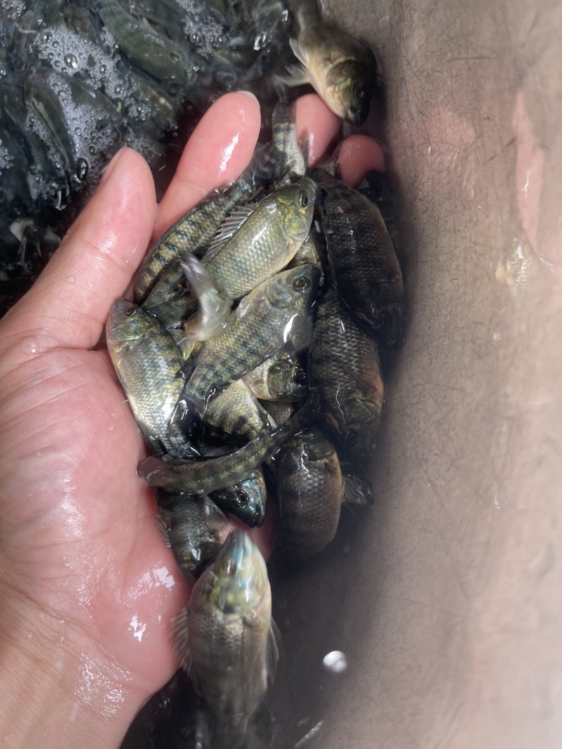 吉富罗非鱼苗，渔场直供，技术指导，量大可免费送货上门，