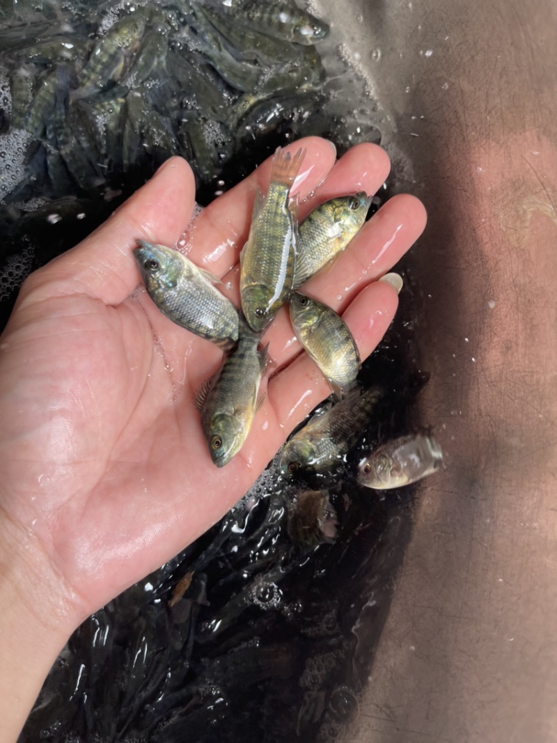 吉富罗非鱼苗，渔场直供，技术指导，量大可免费送货上门，