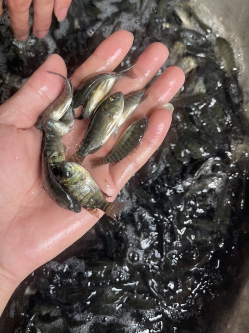 吉富罗非鱼苗，渔场直供，技术指导，量大可免费送货上门，