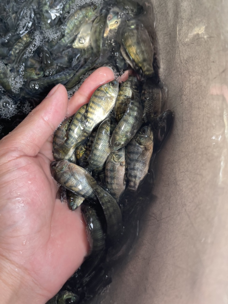 吉富罗非鱼苗，渔场直供，技术指导，量大可免费送货上门，