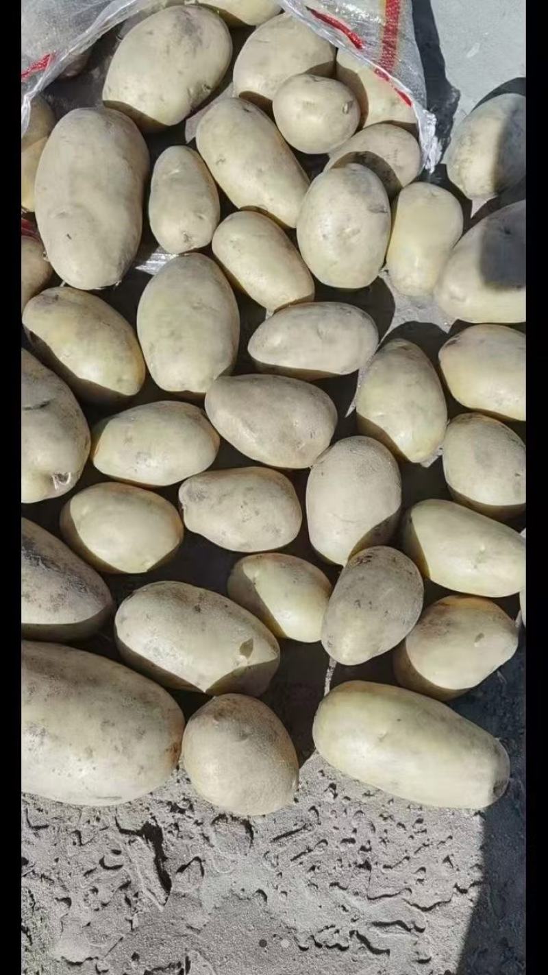 精品土豆V6V7希森海暑全国发货价格合理量大从优