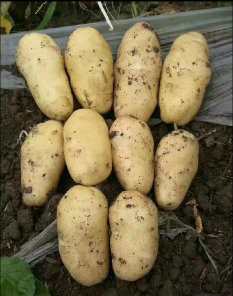 精品土豆V6V7希森海暑全国发货价格合理量大从优