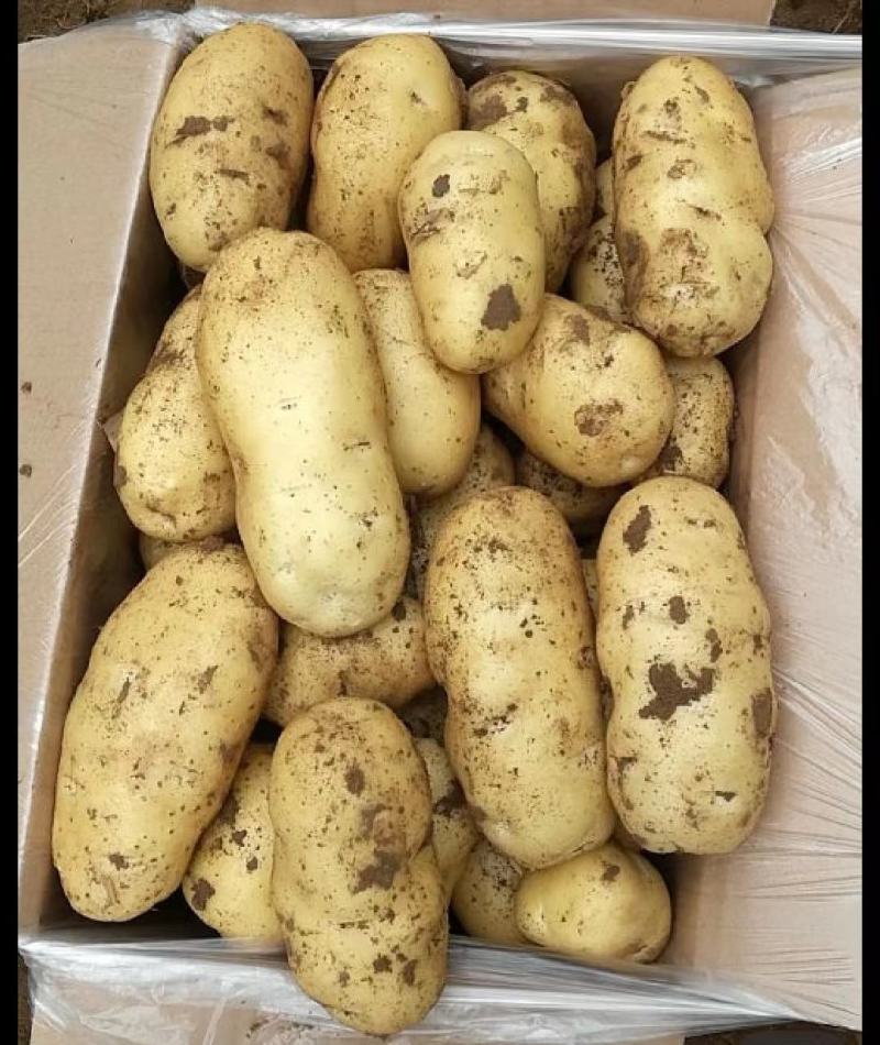 精品土豆V6V7希森海暑全国发货价格合理量大从优