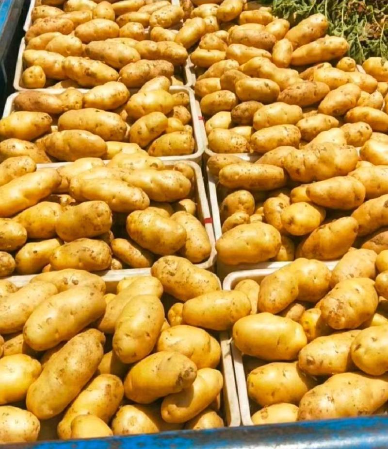 精品土豆V6V7希森海暑全国发货价格合理量大从优