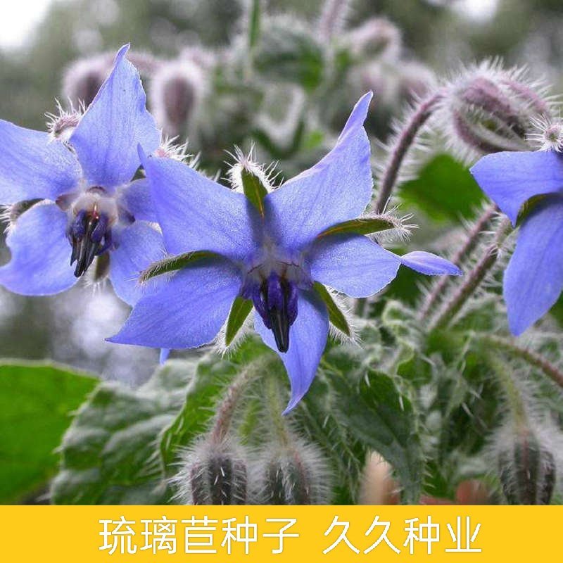 琉璃苣种子观花植物种籽四季庭院阳台盆栽花卉种孑多年生春季