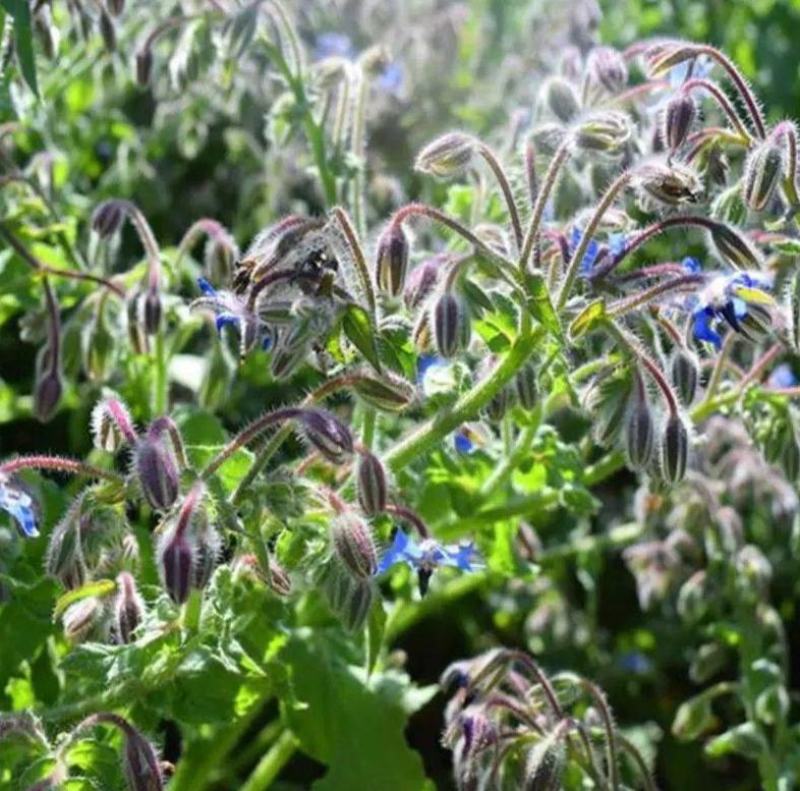 琉璃苣种子观花植物种籽四季庭院阳台盆栽花卉种孑多年生春季