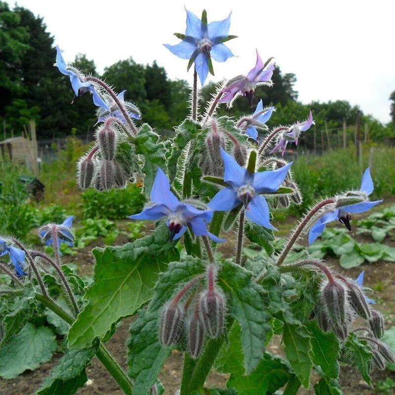 琉璃苣种子观花植物种籽四季庭院阳台盆栽花卉种孑多年生春季