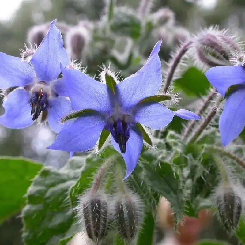 琉璃苣种子观花植物种籽四季庭院阳台盆栽花卉种孑多年生春季