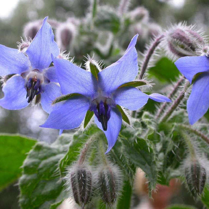 琉璃苣种子观花植物种籽四季庭院阳台盆栽花卉种孑多年生春季