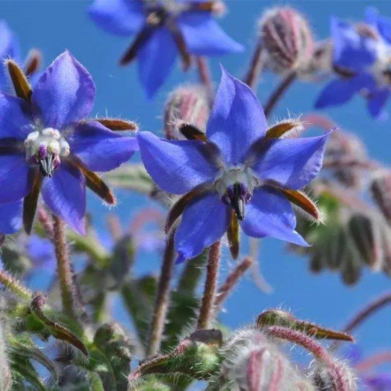 琉璃苣种子观花植物种籽四季庭院阳台盆栽花卉种孑多年生春季