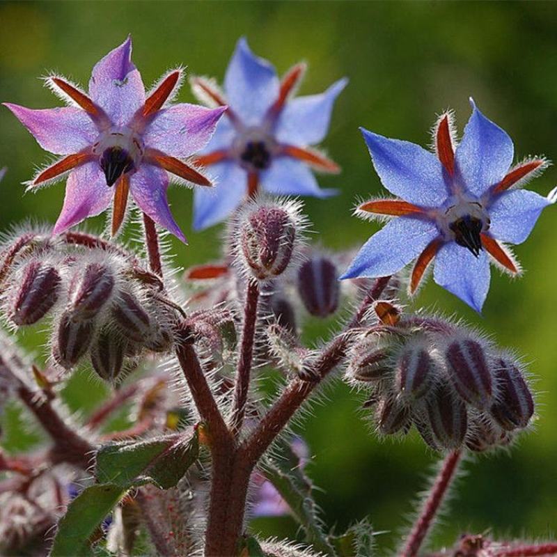 琉璃苣种子观花植物种籽四季庭院阳台盆栽花卉种孑多年生春季