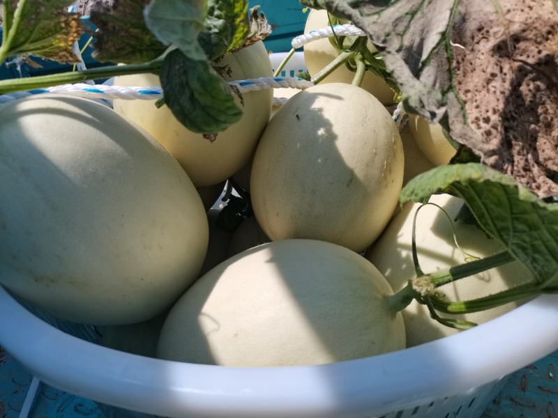 精品玉姑甜瓜，高甜度，超市，水果店，水果批发市场