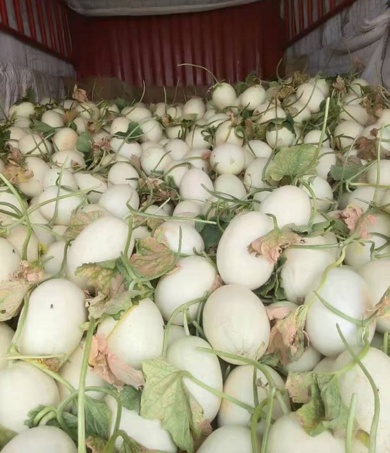 精品玉姑甜瓜，高甜度，超市，水果店，水果批发市场