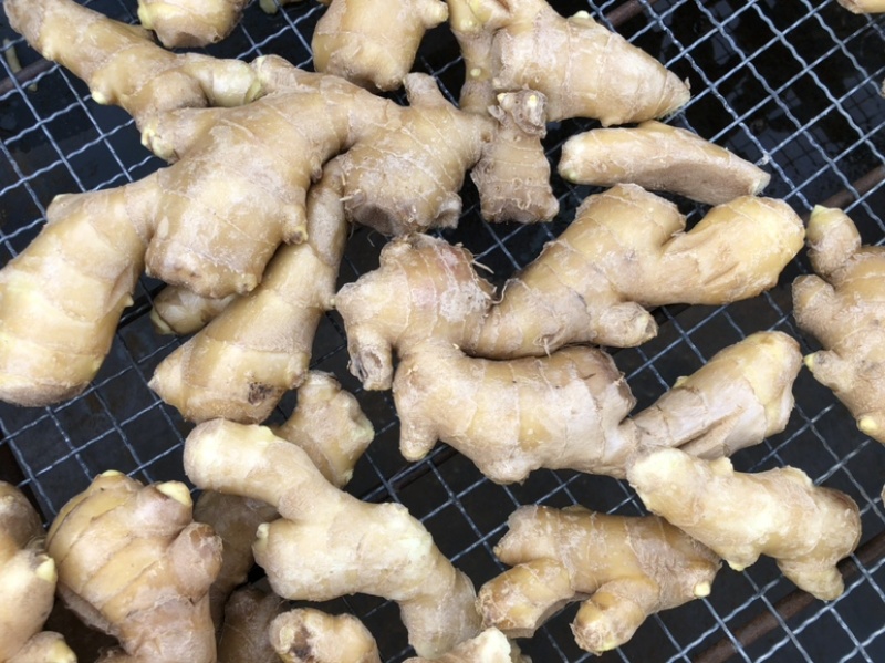 生姜玉黄大姜大量现货，量大从优欢迎来电洽谈合作