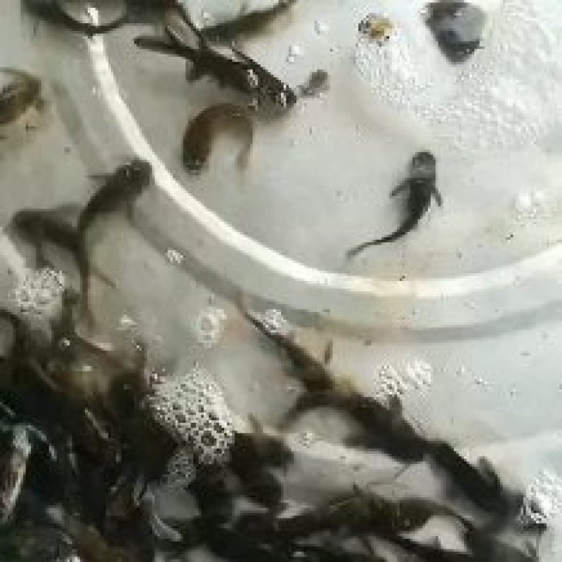 重庆潼南淡水养殖场黄骨鱼欢迎各位老板前来光临
