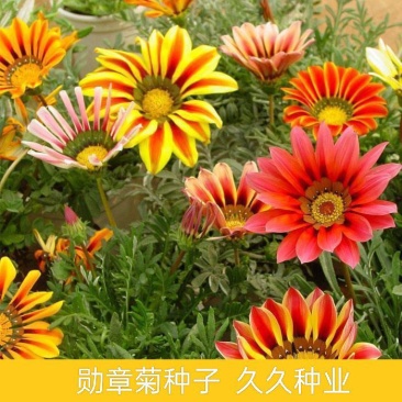 勋章菊种子春季易种春播室内阳台庭院盆栽花草花卉种子