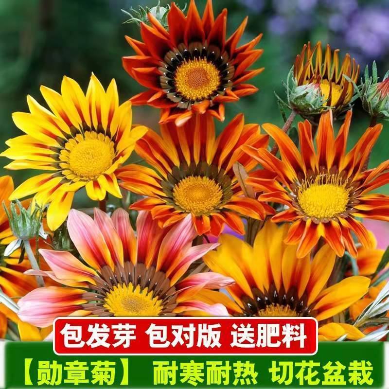 勋章菊种子春季易种春播室内阳台庭院盆栽花草花卉种子