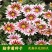 勋章菊种子春季易种春播室内阳台庭院盆栽花草花卉种子