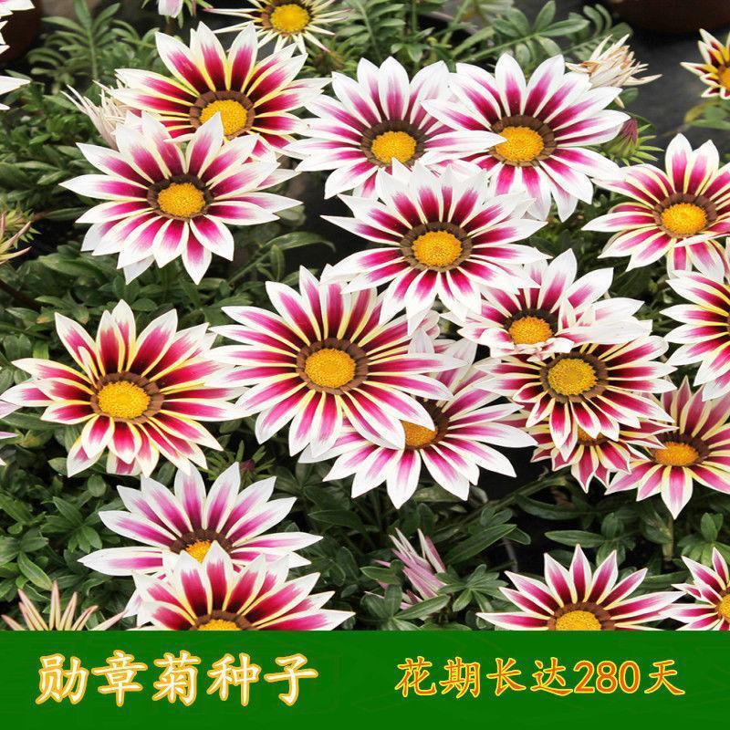 勋章菊种子春季易种春播室内阳台庭院盆栽花草花卉种子