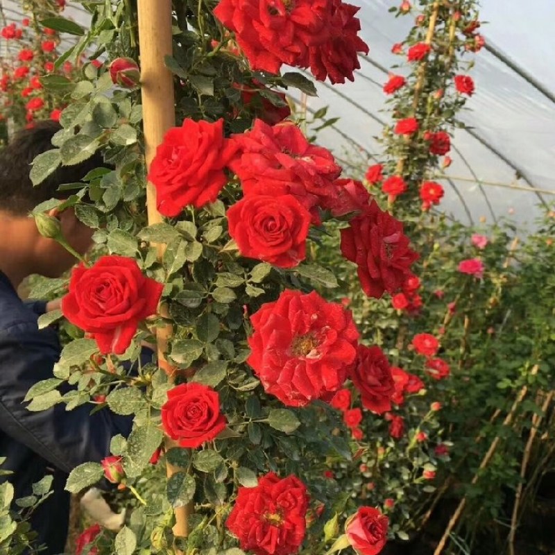 红色复色藤本小女孩庭院绿植多季开花爬墙蔷薇月季花苗花