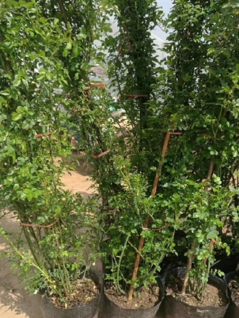 红色复色藤本小女孩庭院绿植多季开花爬墙蔷薇月季花苗花