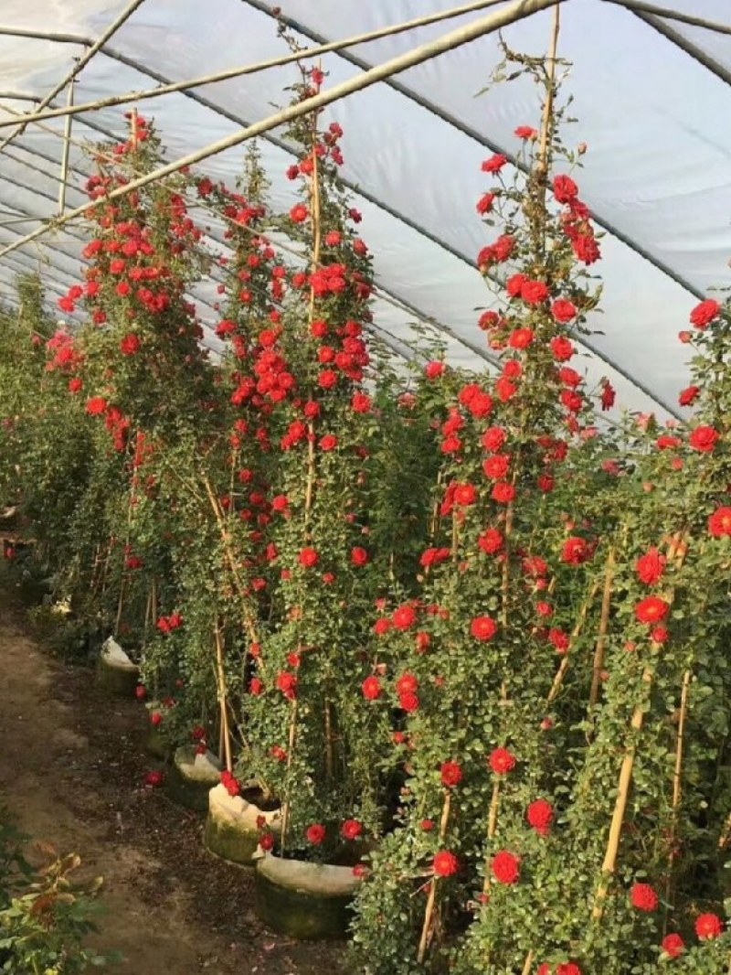 红色复色藤本小女孩庭院绿植多季开花爬墙蔷薇月季花苗花