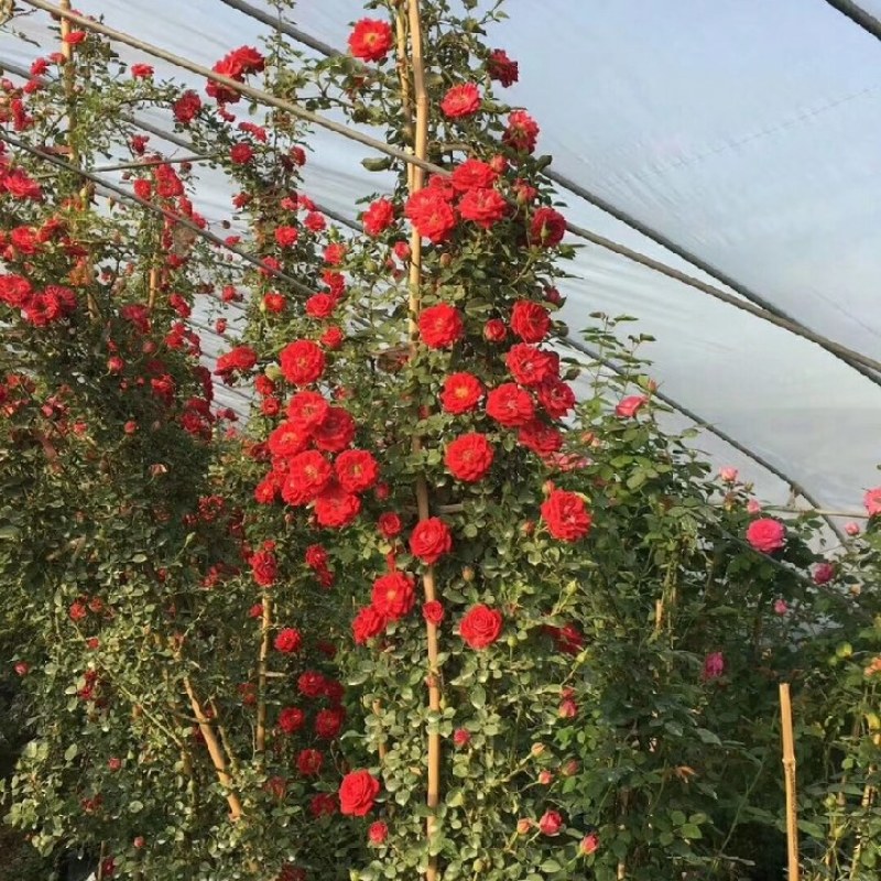 红色复色藤本小女孩庭院绿植多季开花爬墙蔷薇月季花苗花
