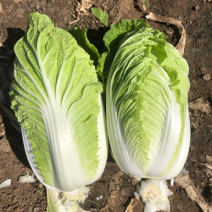 好吃的北京三号白菜🥬