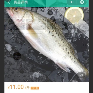 鲈鱼重庆市潼南淡水养殖场欢迎各位老板光临