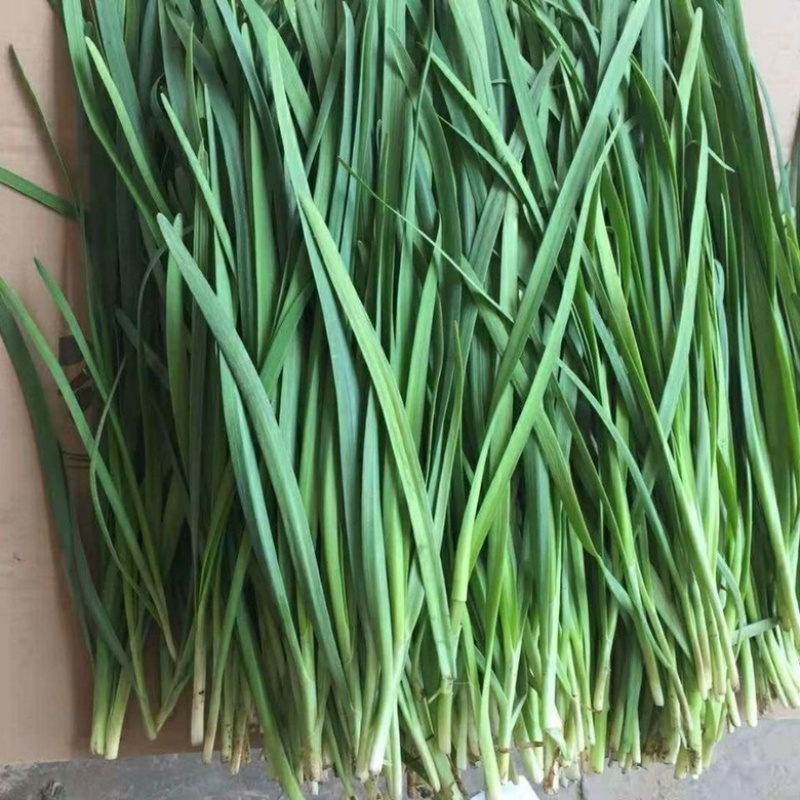 【好货】新鲜韭菜量大从优产地欢迎老板随时咨询