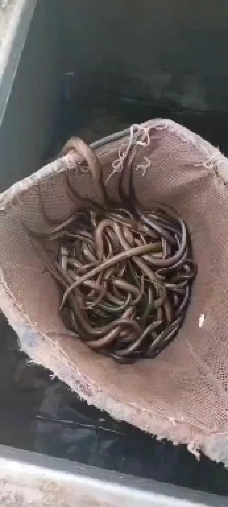 重庆潼南淡水养殖场大规规草鱼苗欢迎各位老板前来光临
