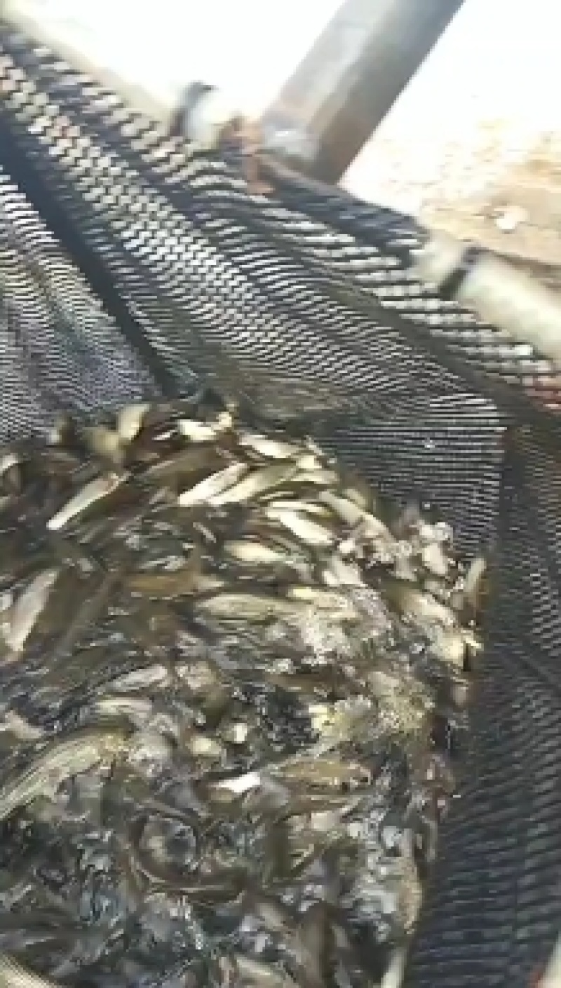 重庆潼南淡水养殖场大规规草鱼苗欢迎各位老板前来光临